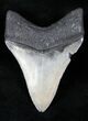 Venice Megalodon Tooth - Beautiful Enamel #12646-2